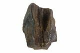 Triceratops Shed Tooth - Montana #93132-1